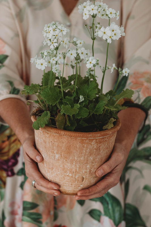 Blossoming Ideas: Botanical Banter with Cherise & Susie