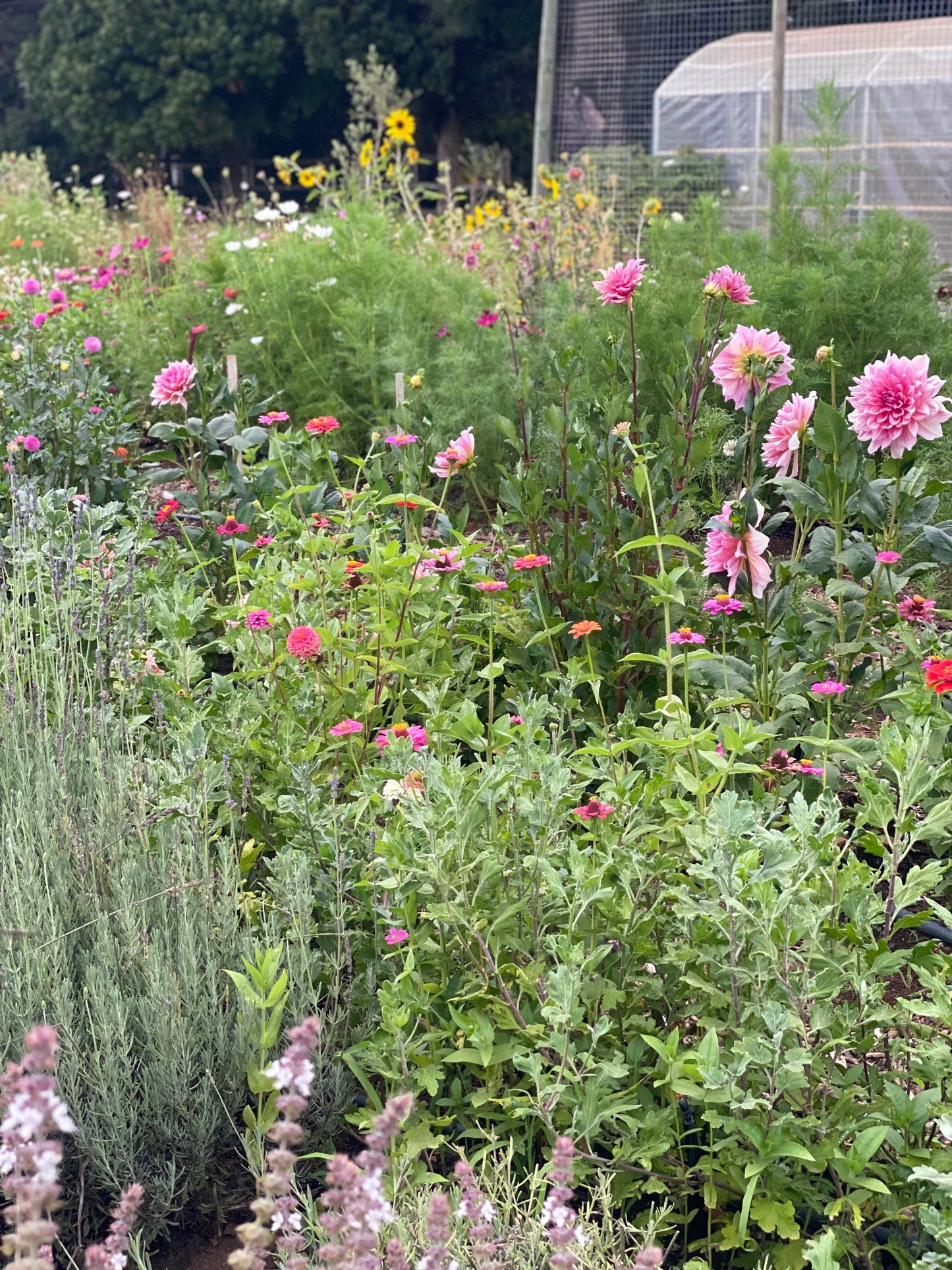 The Flower Gardener's Guide: From Seed to Bloom