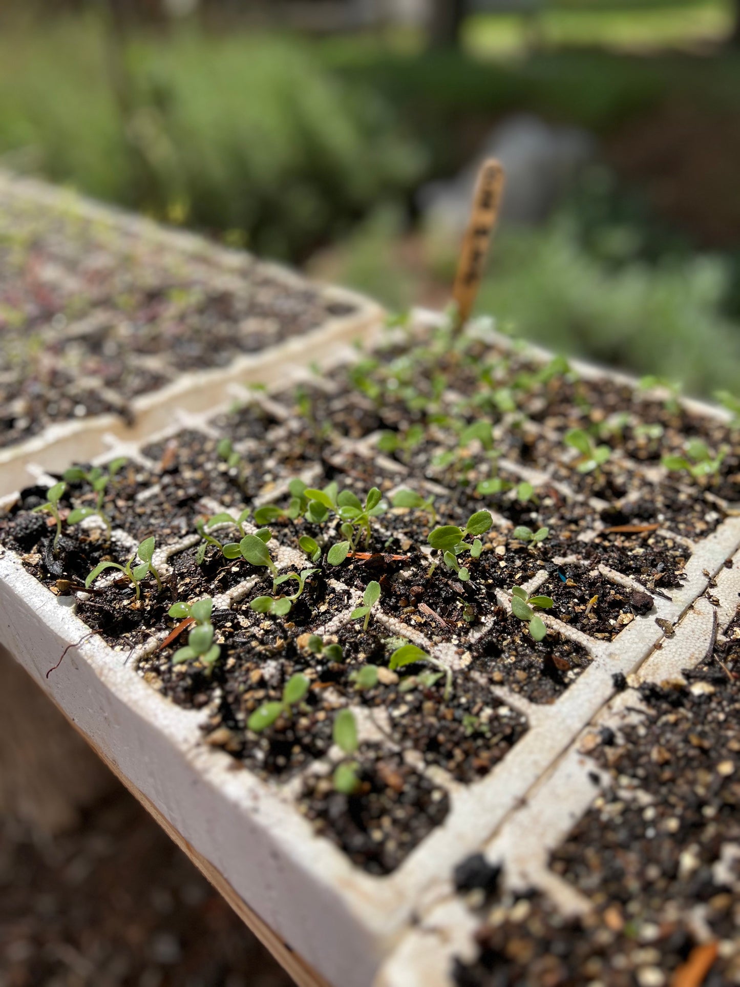 The Flower Gardener's Guide: From Seed to Bloom