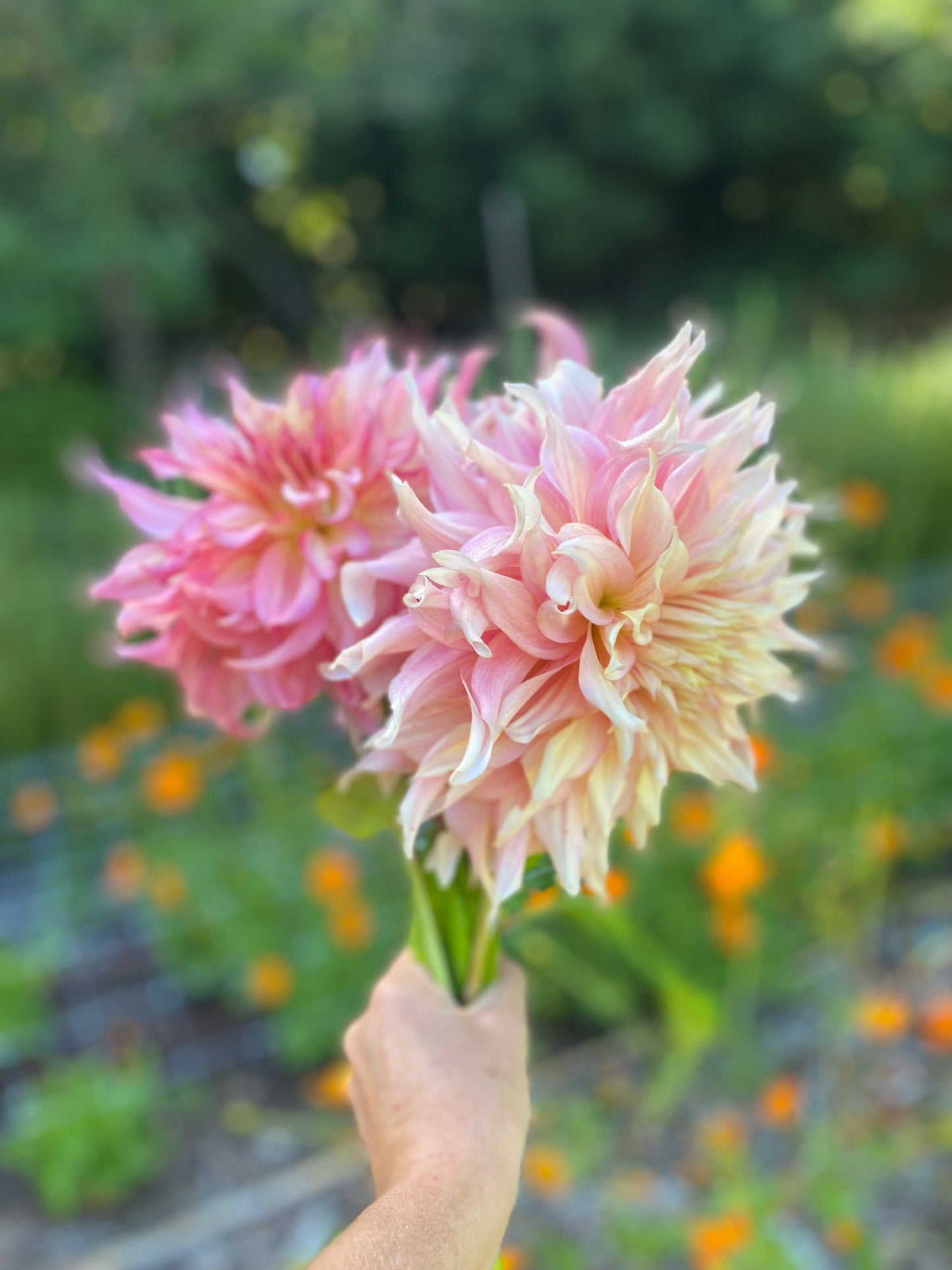 Pick Your Own Flowers