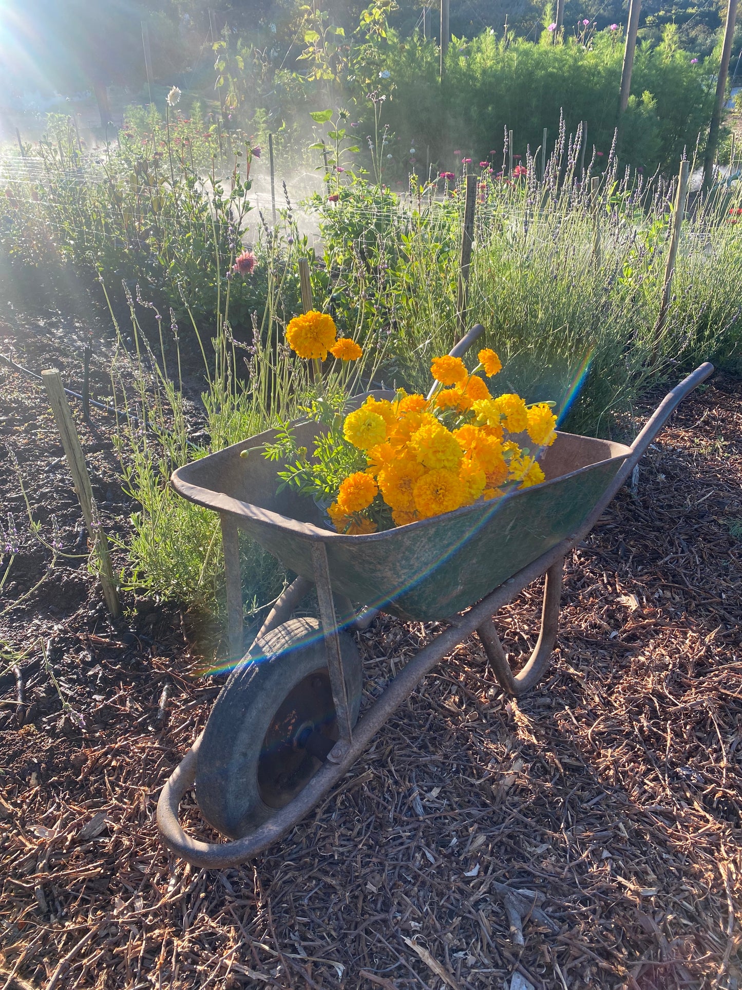 Blossoming Ideas: Botanical Banter with Cherise & Susie