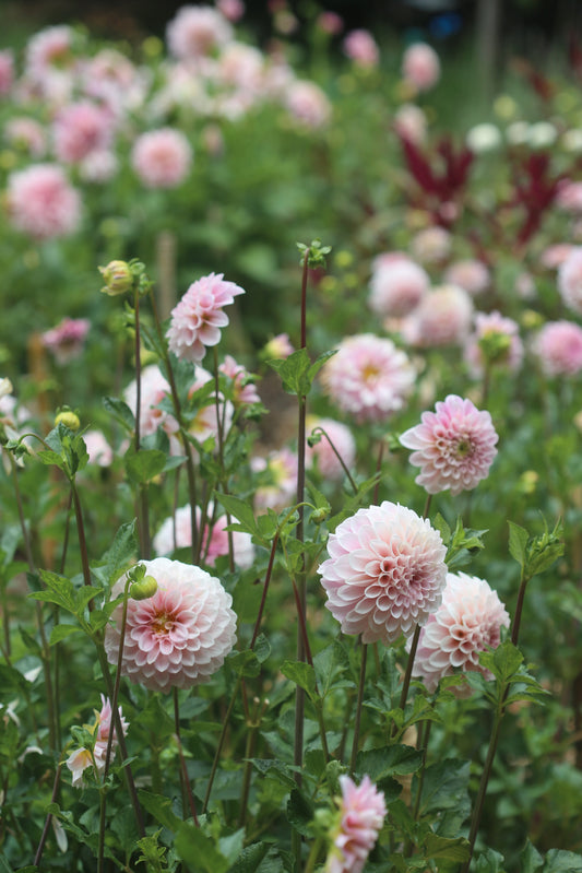 Discovering Dahlias Workshop