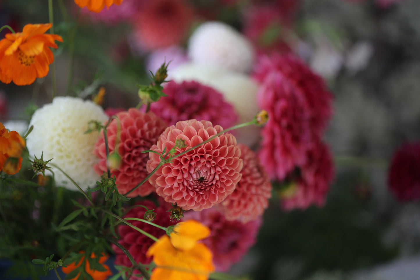 Blossoming Ideas: Botanical Banter with Cherise & Susie