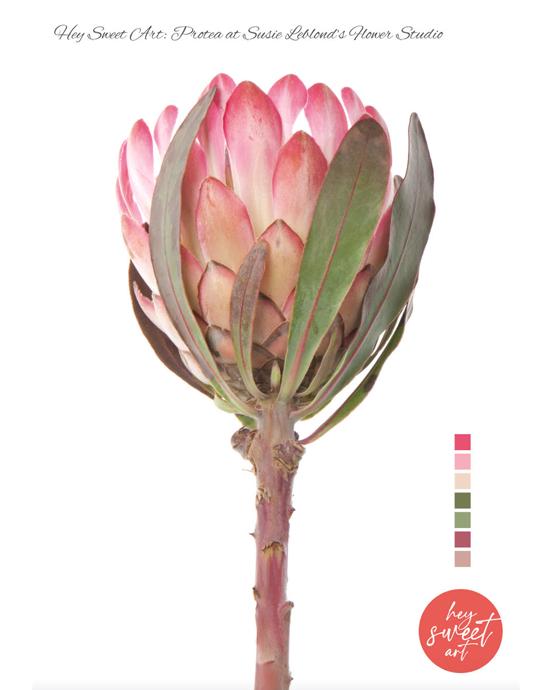 Flourish & Bloom: Exploring Watercolours with Candice Christie