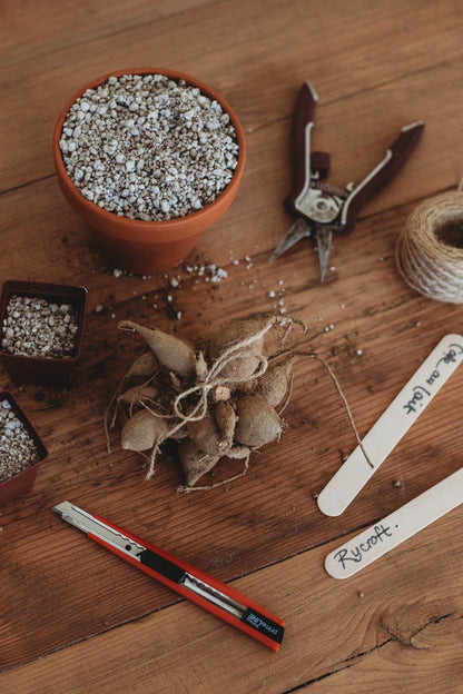 Discovering Dahlias Workshop