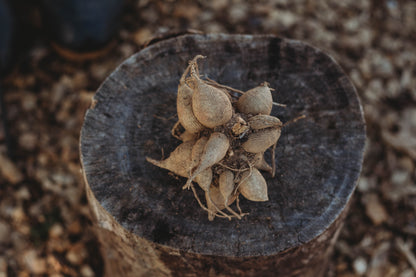 Discovering Dahlias Workshop