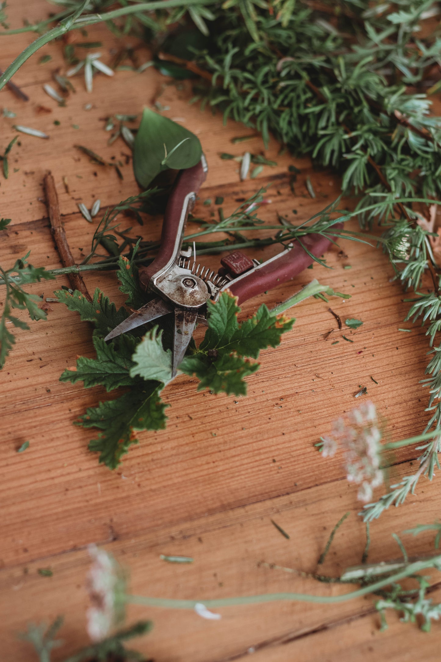 Treasured Traditions - The Lost Art of Tussie Mussie Arrangements