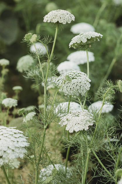 Treasured Traditions - The Lost Art of Tussie Mussie Arrangements