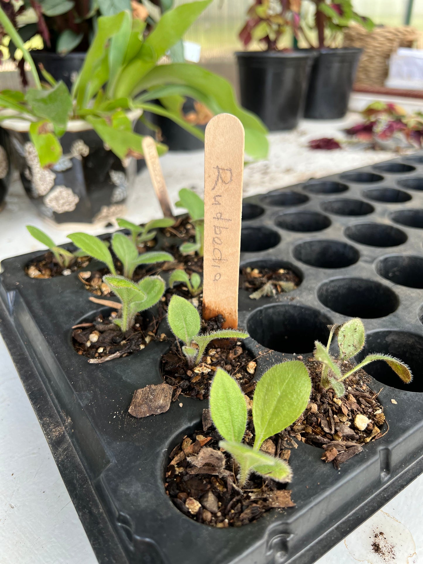 The Flower Gardener's Guide: From Seed to Bloom