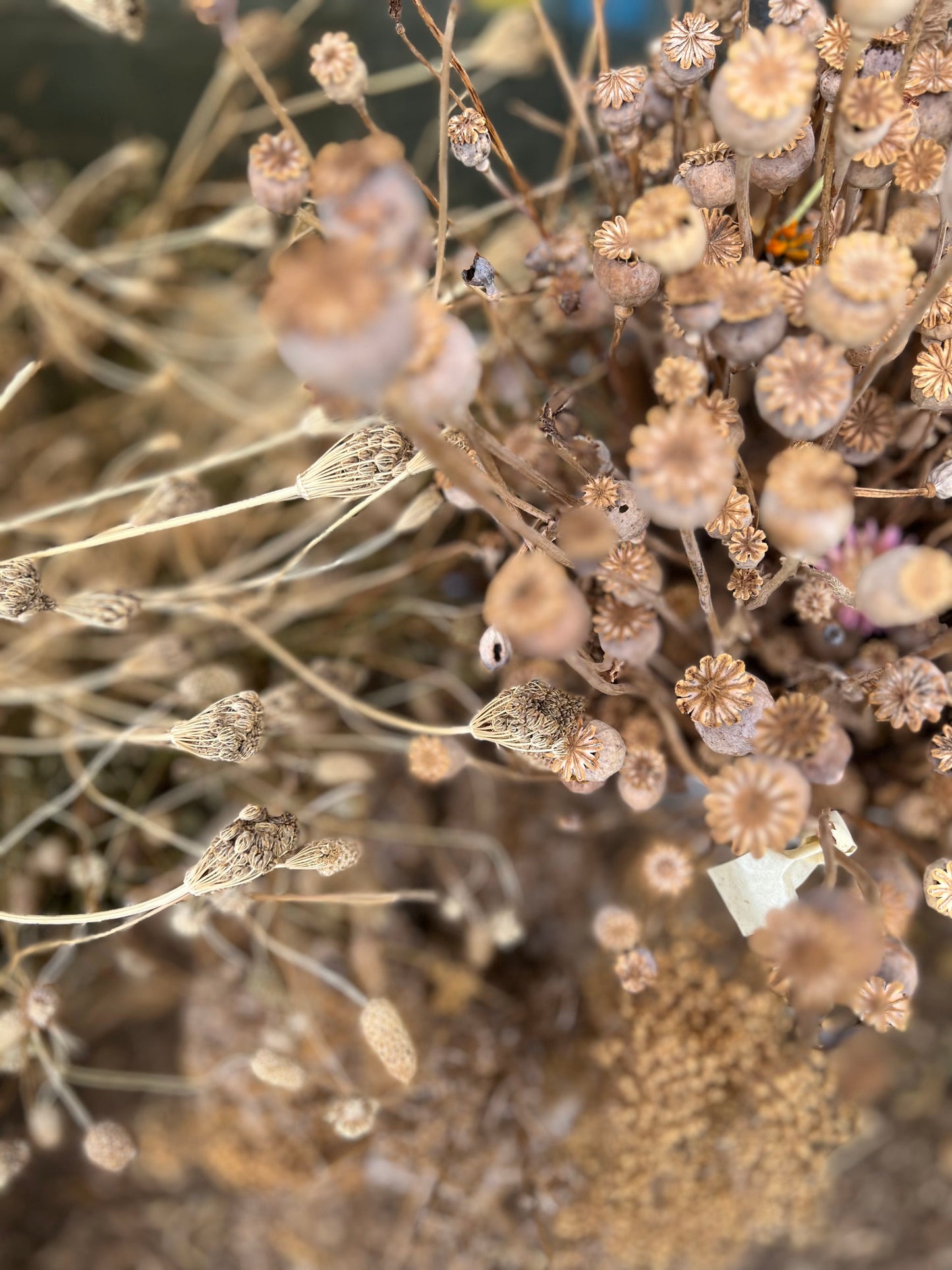 The Flower Gardener's Guide: From Seed to Bloom