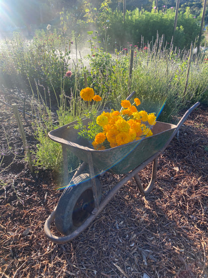 Blossoming Ideas: Botanical Banter with Cherise & Susie