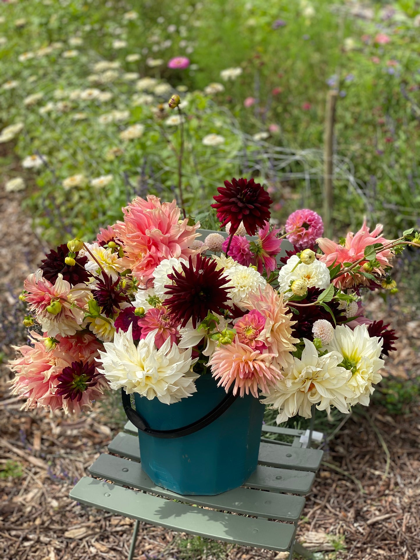 Dahlia Pick and Arrange Workshop