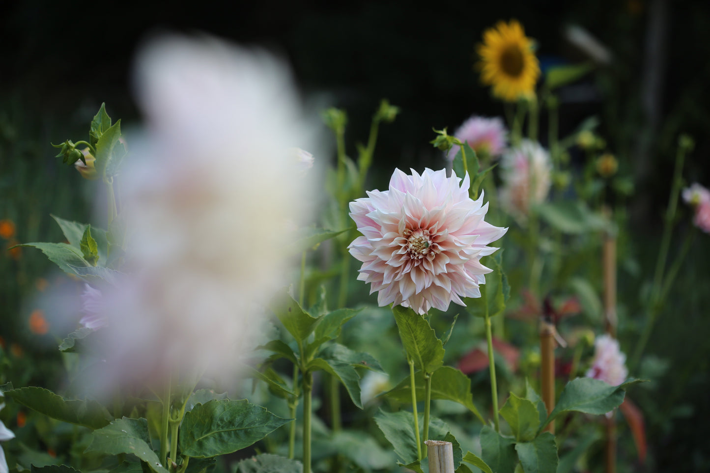 Dahlia Pick and Arrange Workshop