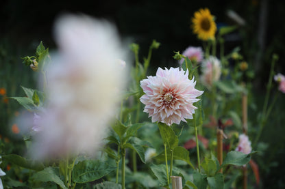 Dahlia Pick and Arrange Workshop