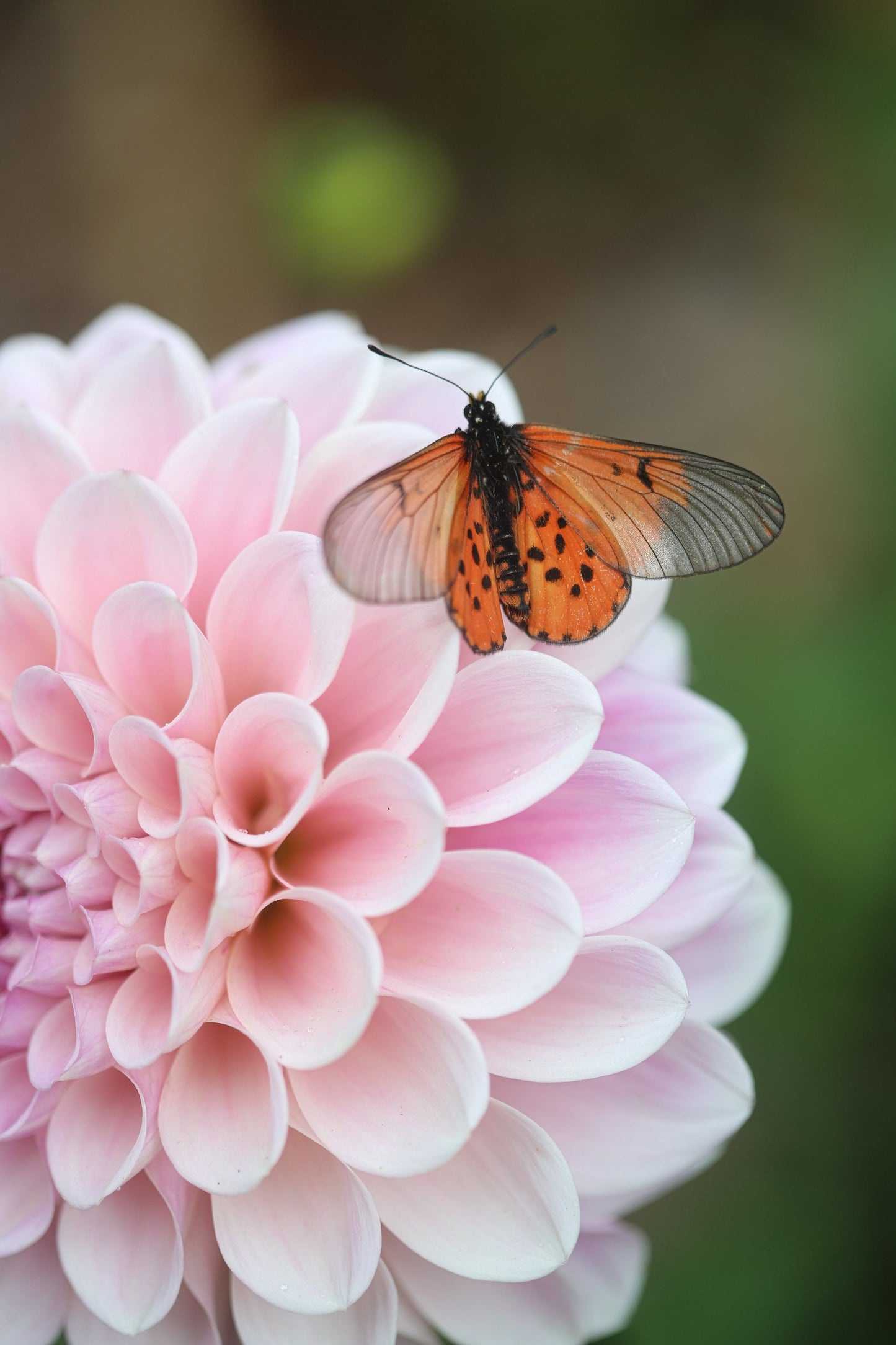 Discovering Dahlias Workshop
