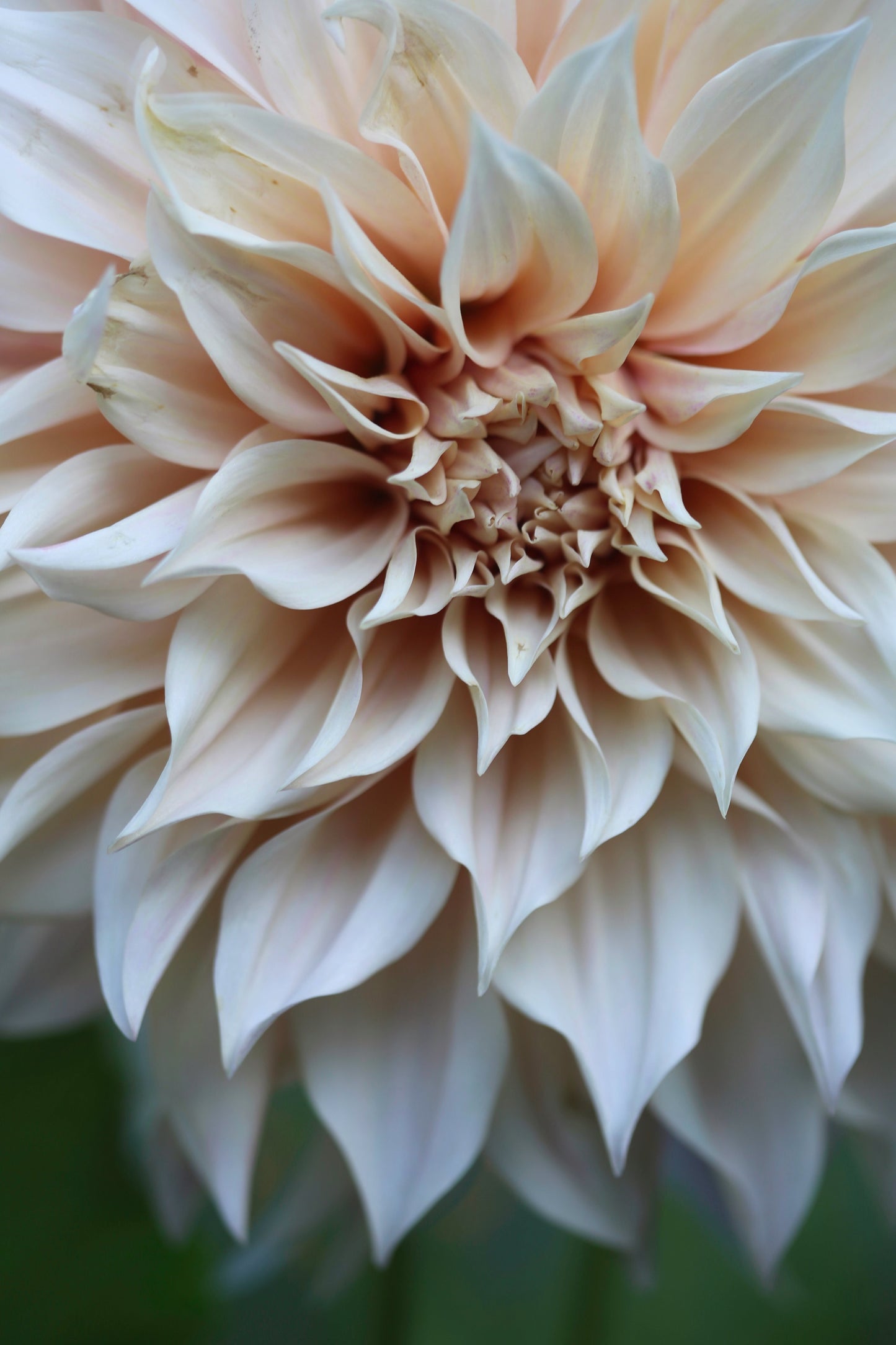 Discovering Dahlias Workshop