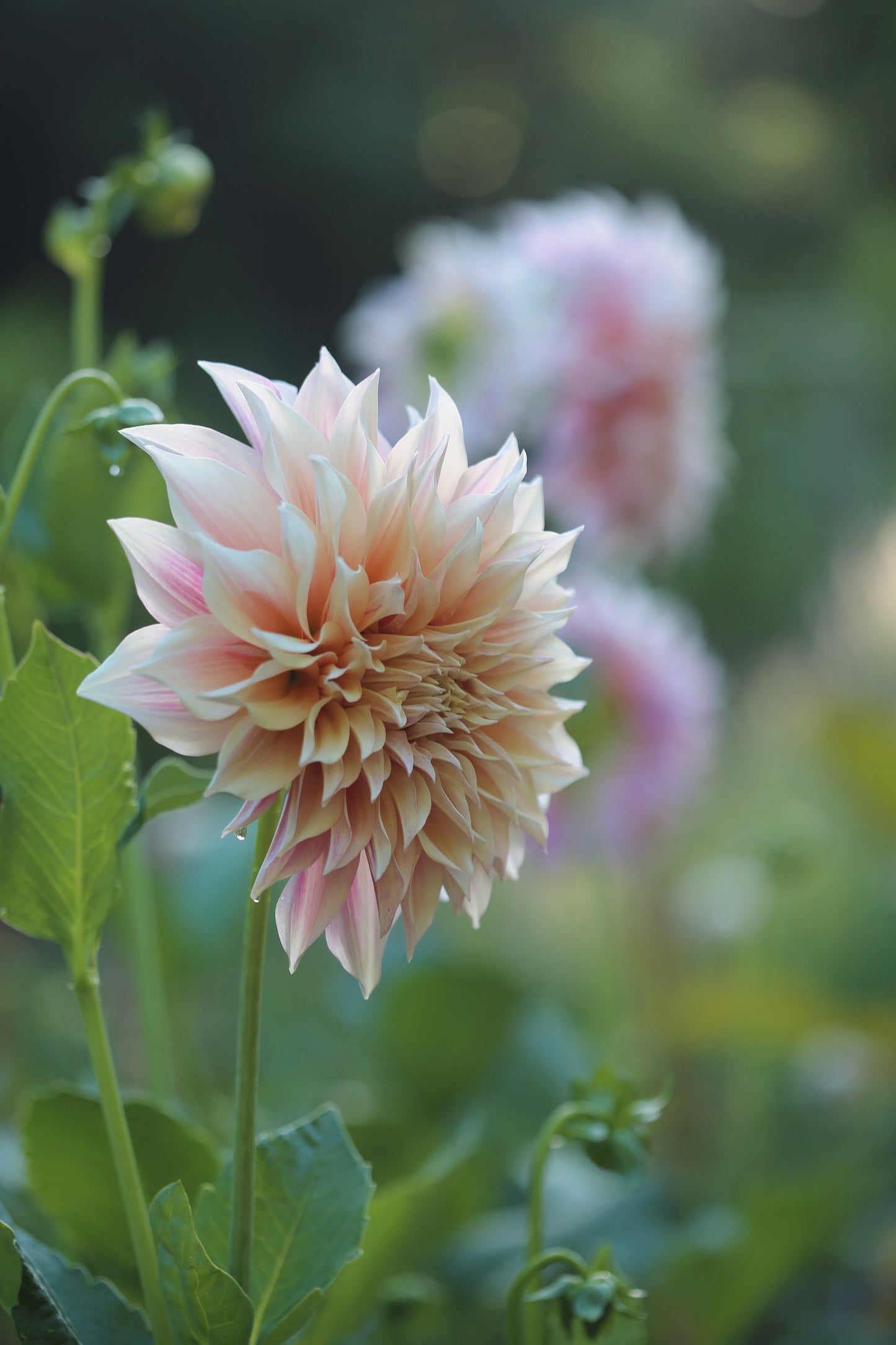 Discovering Dahlias Workshop