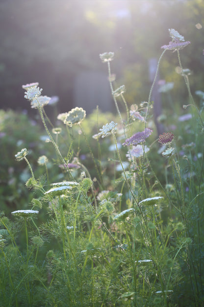 The Flower Gardener's Guide: From Seed to Bloom